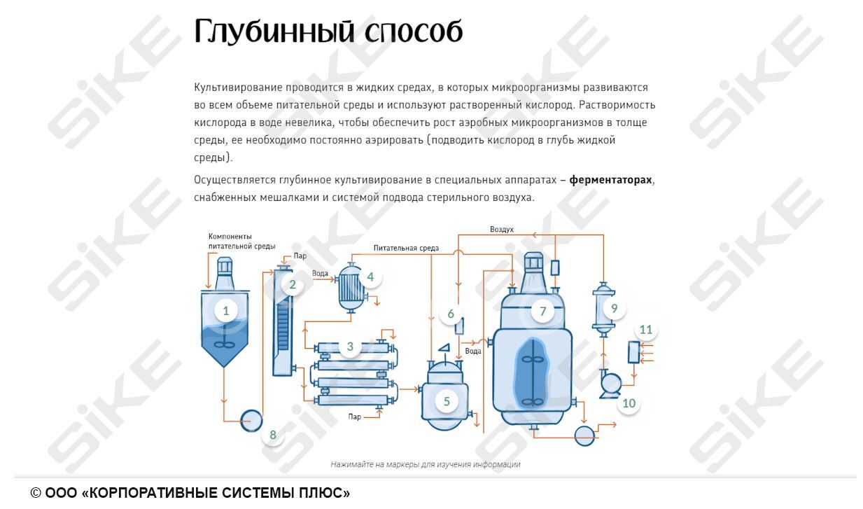 Sike. Электронный курс «Общая микробиология ГЛАВА 2. Метаболизм, культивирование и рост микроорганизмов»