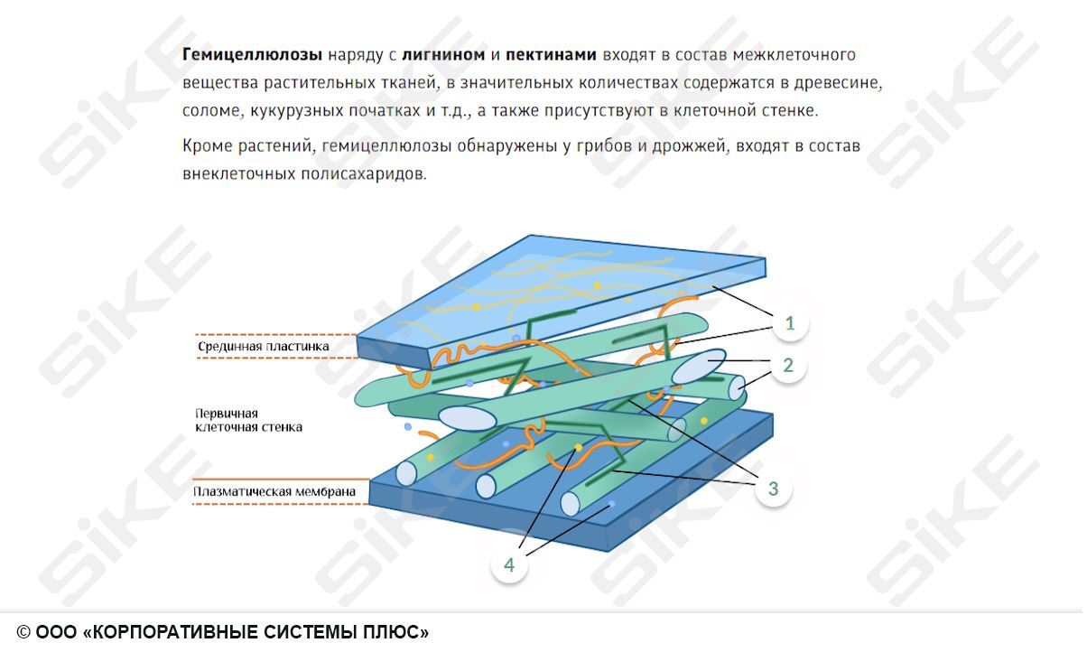 Sike. Электронный курс «Общая микробиология ГЛАВА 4. Биохимические процессы, используемые в пищевых производствах»