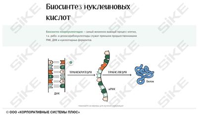 ООО «Корпоративные системы Плюс» Электронный курс Общая микробиология ГЛАВА 2, Метаболизм, культивирование и рост микроорганизмов (лицензия), базовая версия