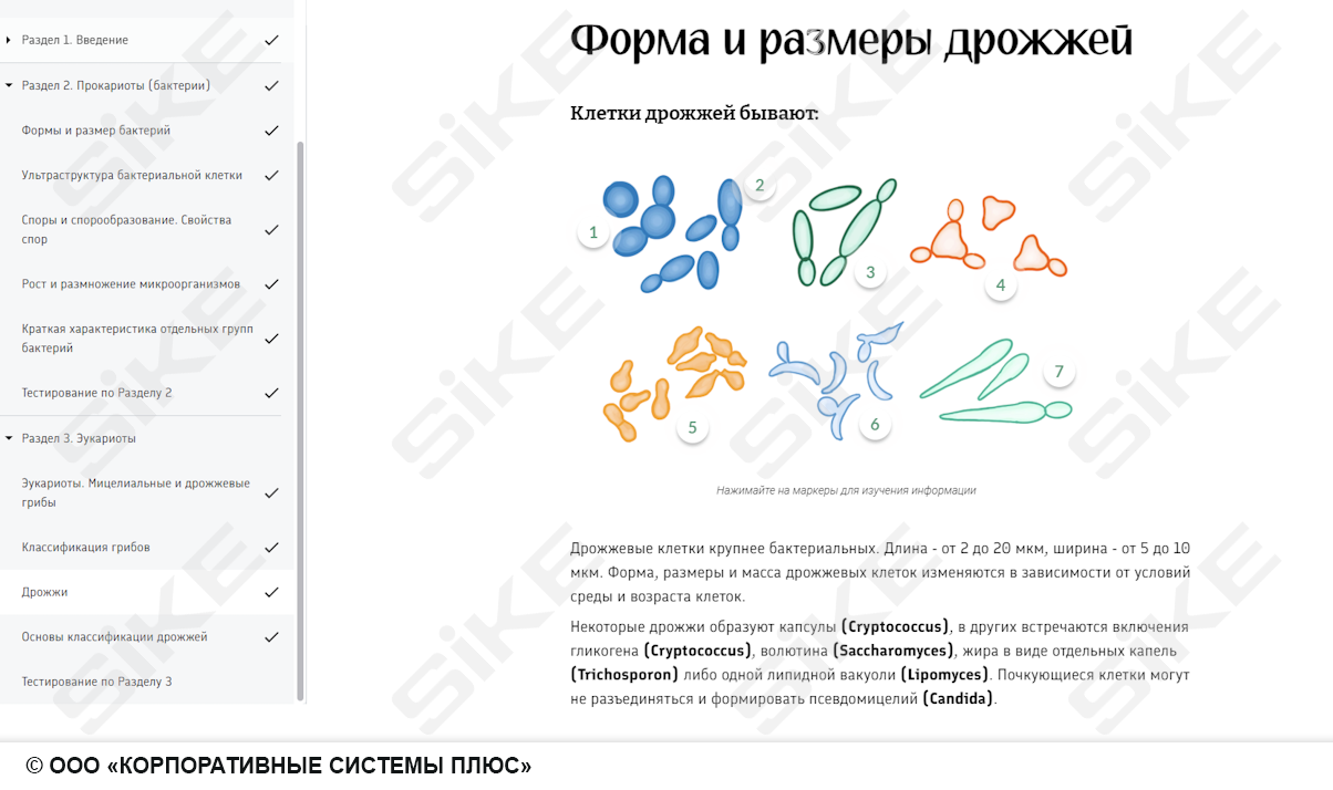 Sike. Электронный курс «Общая микробиология ГЛАВА 1. Морфология и классификация микроорганизмов»