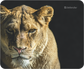 Defender Wild Animals 50803