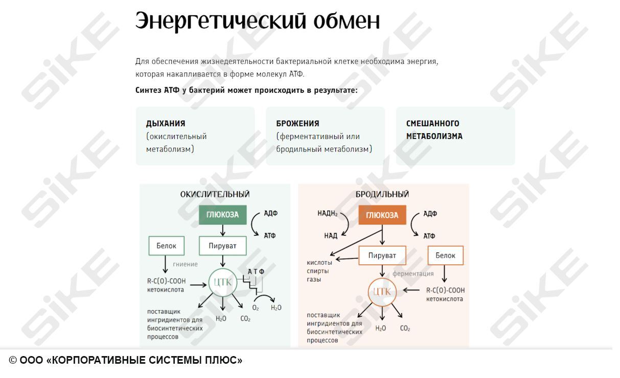 Sike. Электронный курс «Общая микробиология ГЛАВА 2. Метаболизм, культивирование и рост микроорганизмов»
