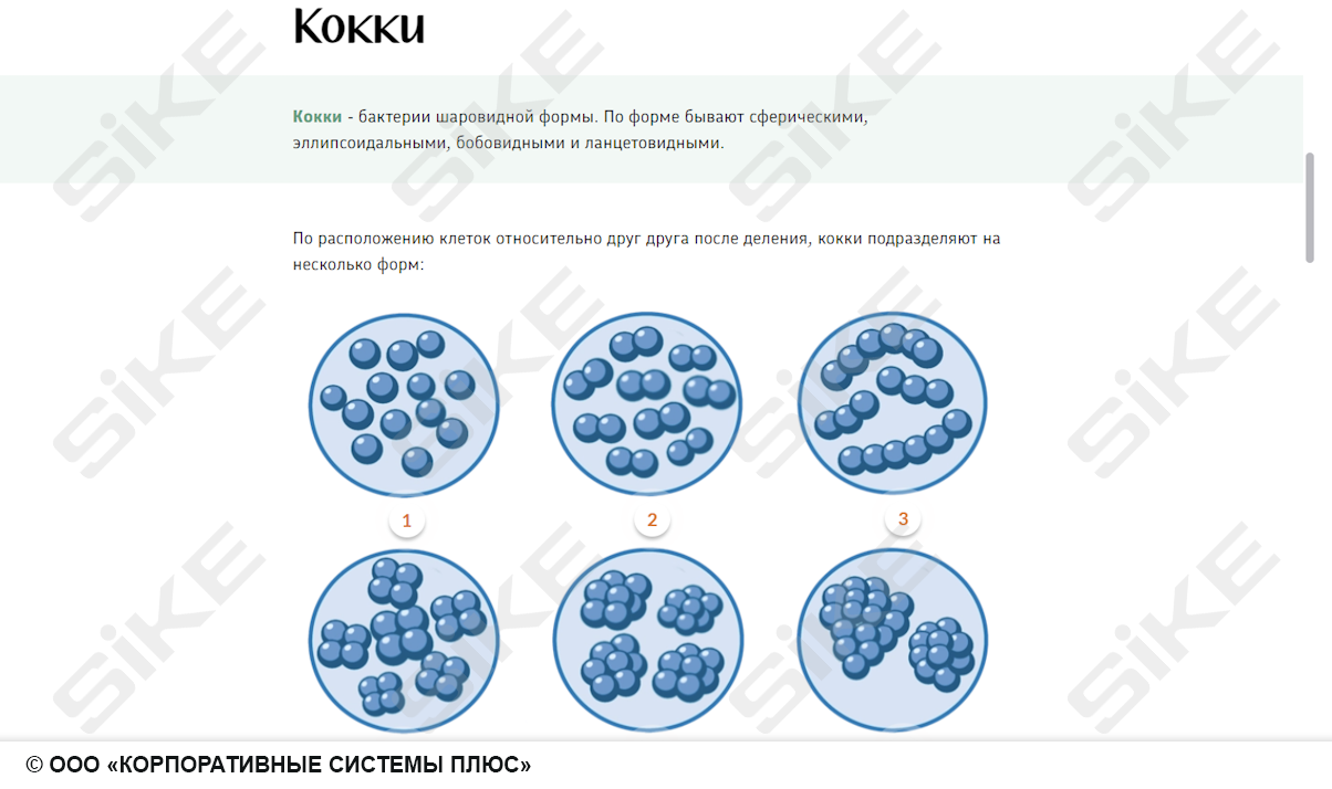 Sike. Электронный курс «Общая микробиология ГЛАВА 1. Морфология и классификация микроорганизмов»