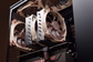 Кулер Процессорный Noctua CPU Cooler NH-D15 G2 HBC